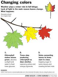 Why Leaves Change Color Kindergarten Science Homeschool Science Preschool Science