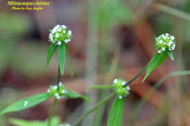 Image result for Mitracarpus