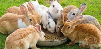Walaupun makanan arnab di atas dianggap selamat untuk arnab, terdapat juga beberapa makanan yang harus anda elakkan. Rumput Untuk Arnab Apakah Jenis Rumput Yang Dimakan Oleh Arnab Apakah Jenis Rumput Yang Tidak Boleh Diberikan Kepada Arnab