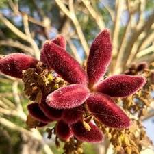 Image result for Sterculia schliebenii