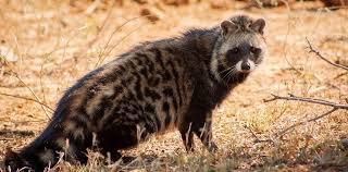 We've selected desert animals from all over the world, and because many of these species are threatened, we've included their conservation status according to the iucn (international union for conservation of nature). South African Animals 10 Most Fascinating And Intriguing Creatures