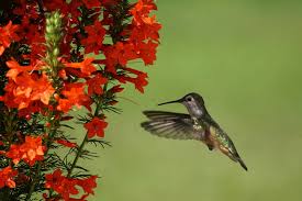 Image result for Cyamopsis serrata