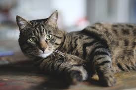 A quel &acirc;ge un chat est-il adulte ? | L'&acirc;ge de maturit&eacute;