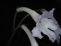 Image result for Streptocarpus hirticapsa