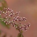 Image result for Dalbergia boehmii