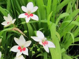 Image result for Freesia laxa