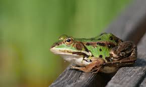 Schwarzblauer Olkafer Archive Feinschmeckergarten