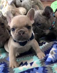 Bulldog Dogsofinstagram Dog Frenchie Dogs Bulldogsofinstagram Frenchbulldog Puppy Englishbulldog Bully In 2020 Bulldog Baby French Bulldog Cute Animals