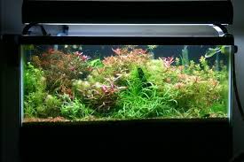 40 Gallon Breeder Crs Tank Aquascape Aquarium Aquatic Garden Planted Aquarium