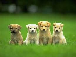 Http Nl Globewalls Art Wp Content Uploads 2018 10 Schattige Puppy Achtergronden Jpg Icin Google Gorsel S 2020 Bebek Kopekler Sevimli Kopek Yavrulari Kopek Egitimi