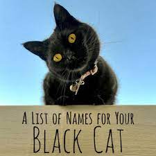 250 Cool Unique And Creative Names For Your Black Cat Pethelpful
