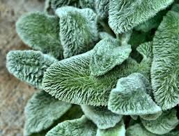 Infusions of dried leaves are good for colds, gum and throat infections, and asthma. First Aid In The Wilds Survival And Bushcraft