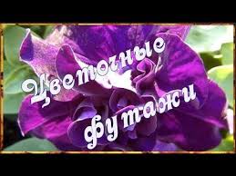 маша и медведь песня с днем рождения меня скачать Besplatnye Cvetochnye Futazhi Vsyo Dlya Vashego Tvorchestva Pesni Plejlisty S Dnem Rozhdeniya