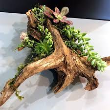 Cacti can be propagated in several ways. Diy Driftwood Planter Made With Cedar Succulent Planter Tutorial