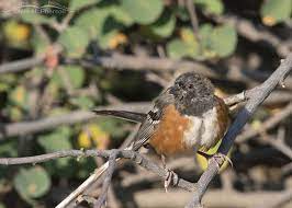 The birds can be hard to see in the leaf litter, so your best chance for an unobstructed look. Molting Juvenile Spotted Towhee On The Wing Photography