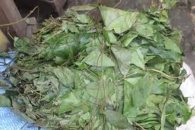 Image result for Gnetum africanum