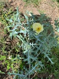 Image result for Argemone ochroleuca