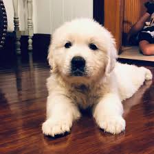 Golden retriever puppies are famously friendly and docile. Cajun Cremes English Cream Golden Retrievers Home Facebook