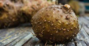 Tanaman porang biasanya diolah menjadi tepung porang, kosmetik, penjernih air, lem dan jelly. Mengenal Tanaman Porang Manfaat Harga Budidaya Nilai Bisnis Tirto Id