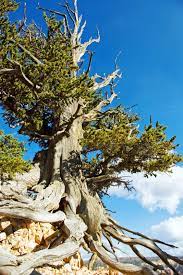 Bristlecone pine | Tree, Age, Range, Facts, Oldest, & Lifespan | Britannica