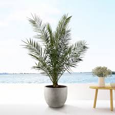 Image result for Phoenix canariensis