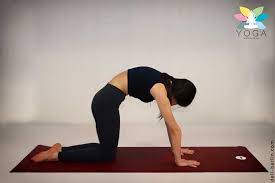 The cat cow is a great stretch for your low back. Cat Cow Pose Chakravakasana Fur Yoga Anfanger Deli Berlin Kochideen Rezepte