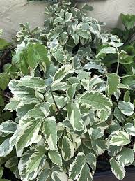 蒸し暑さに強い植物を 日当たりの良い庭向き 半日陰の庭向き に分けて紹介 ナチュラルガーデン向きの品種をチョイス タイムス住宅新聞社ウェブマガジン