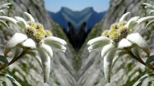 Bunga edelweis dijadikan bunga nasional negara austria, bunga edelweis yang dimaksud adalah bunga leontopodium alpinum. Edelweiss Tribunnewswiki Com Mobile
