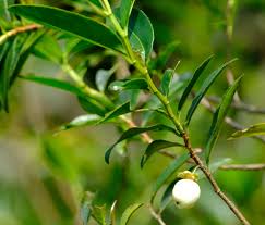 Image result for Aphloia theiformis