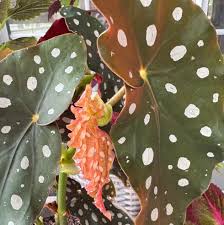 Image result for Begonia