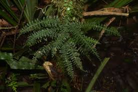 Image result for Lindsaeaceae