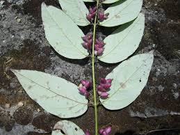 Image result for Laggera gracilis