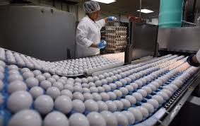 Check spelling or type a new query. Here S Why You Have To Refrigerate Eggs In The U S But Not In Europe Los Angeles Times