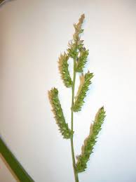 Image result for Echinochloa