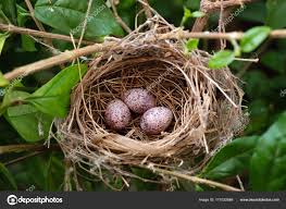 Names Of Birds With Their Nests Download Bird Eggs Bird Nest Tree Stock Image Bird Eggs Bird Nest Nest