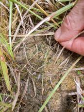 Image result for Rhynchospora brevirostris