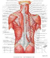 Human anatomy diagrams and charts show internal organs, body systems, cells, conditions, sickness and symptoms information and/or tips to ensure one lives in good health. Muscles Of Back Superficial Layers Superficial Muscles Posterior Neck And Back