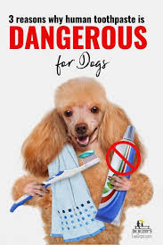Can You Use Human Toothpaste On Dogs 3 Reasons Why The Answer Is No Dr Buzby S Toegrips For Dogs Dog Health Dog Toothpaste Dog Health Tips