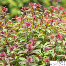 Image result for Spiraea x bumalda ´Crispa