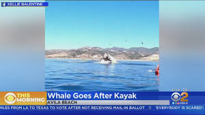 The day later the woman filmed a viral video of two kayakers. Whale Upends Kayaker In Avila Beach Youtube