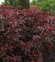 Check spelling or type a new query. Hibiscus Mahogany Splendor Red Leaf Hibiscus