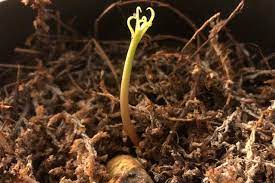 Once the plant starts to grow, give it as much light as possible, including moving it outside if warm enough. Growing A Mango Tree Indoors Tired Of The Typical Everyday By Gardening Info Online Medium