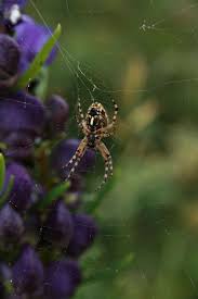 Learn Why Study Spanish Via Online Website Spider Science Nature Forest Festival