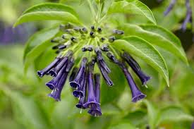 Image result for Iochroma cyaneum