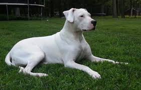 dogo argentino dog breed information and pictures