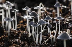 Managing the growing conditions carefully is important, so the preparations can be complicated. Growing Mushrooms In Your Basement All You Need To Know About