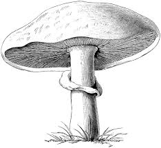 Champignons Png Tubes Champignon Dessin Art Noir Et Blanc Dessin Fruits