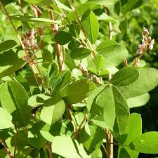 Image result for Grona ramosissima