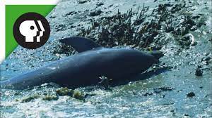 I'm not sure any children have died, but what usually happens is they see the pod and it looks like candy and they try to eat it and either get poisoned or skin injuries because the soap. Dolphins Beach Themselves To Catch Fish Youtube