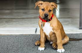 How to train a boxer puppy. Pitbull Boxer Mix The Ultimate Breed Guide To This Bouncy Boxer Mix All Things Dogs All Things Dogs